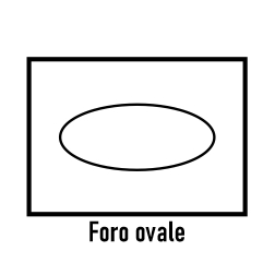 Foro ovale